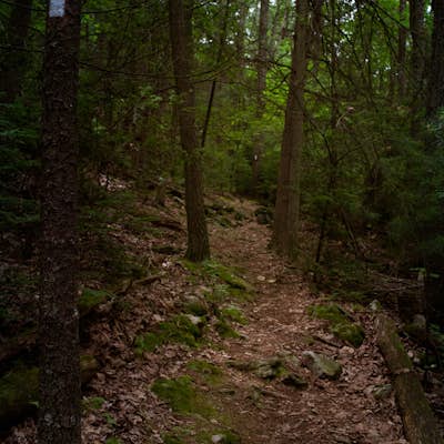 Hike the Buffalo Ridge Trail