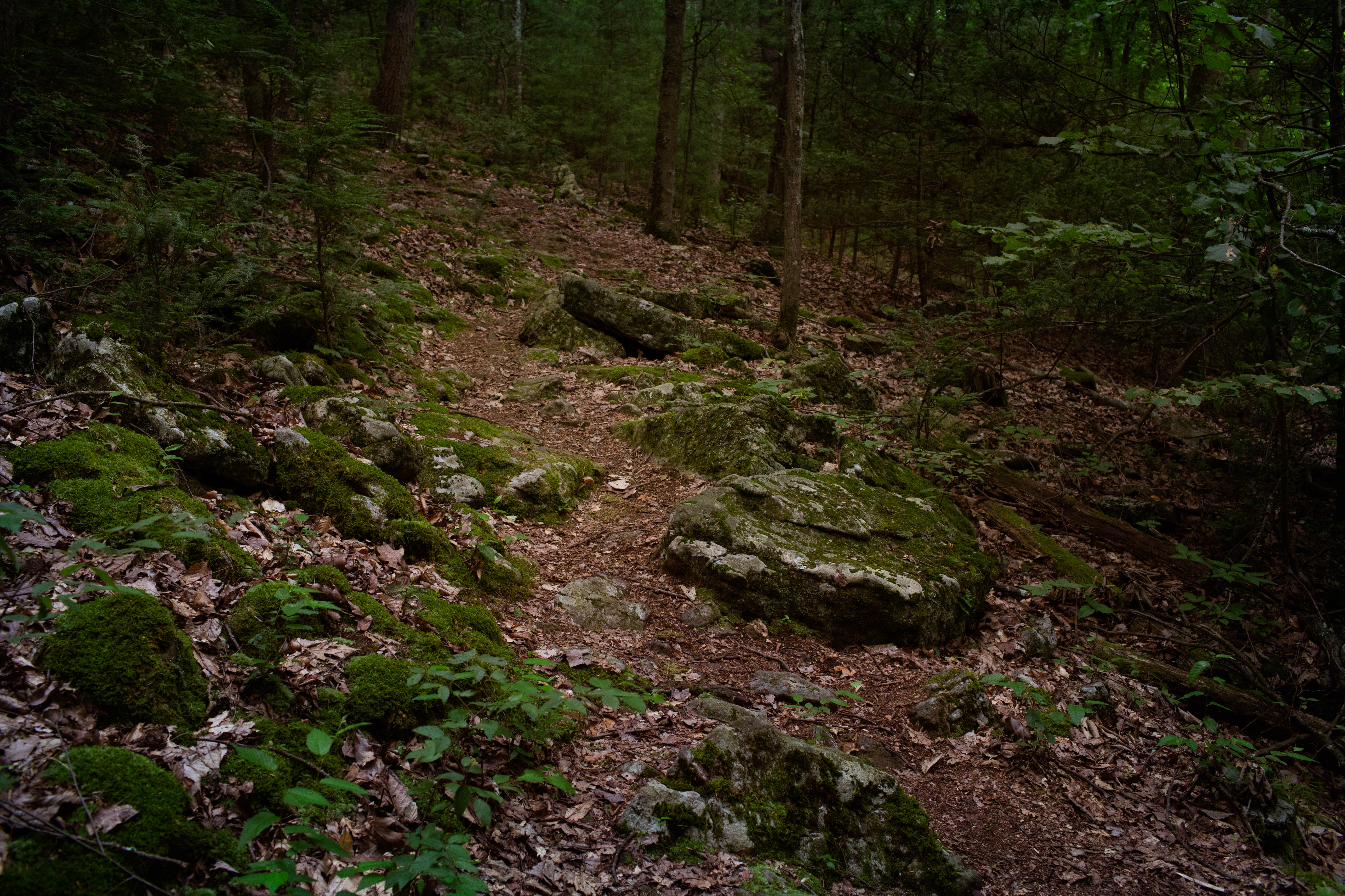 Hike the Buffalo Ridge Trail