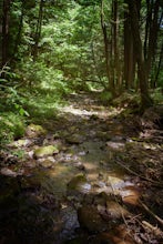 Hike Trout Run