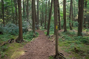 Stroll along the Rapid Run Nature Trail