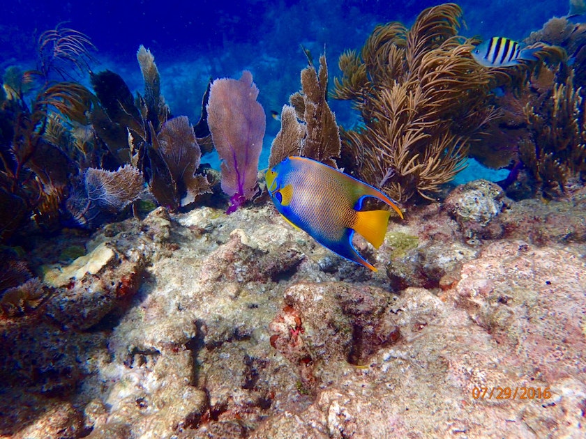 Snorkel at Sombrero Reef, Marathon, Florida