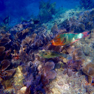 Snorkel at Sombrero Reef