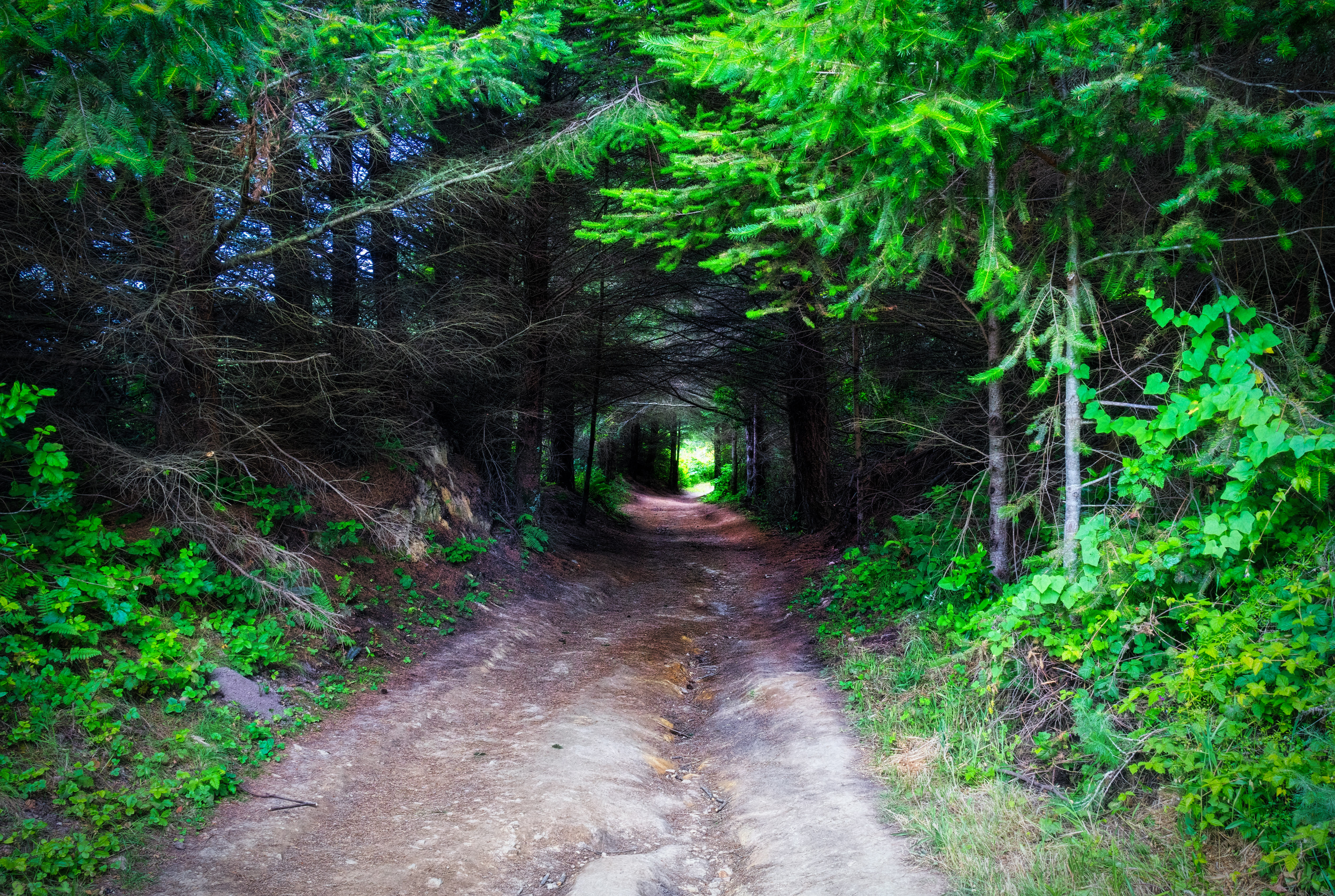 Glen Camp Loop via the Palomarin Trailhead
