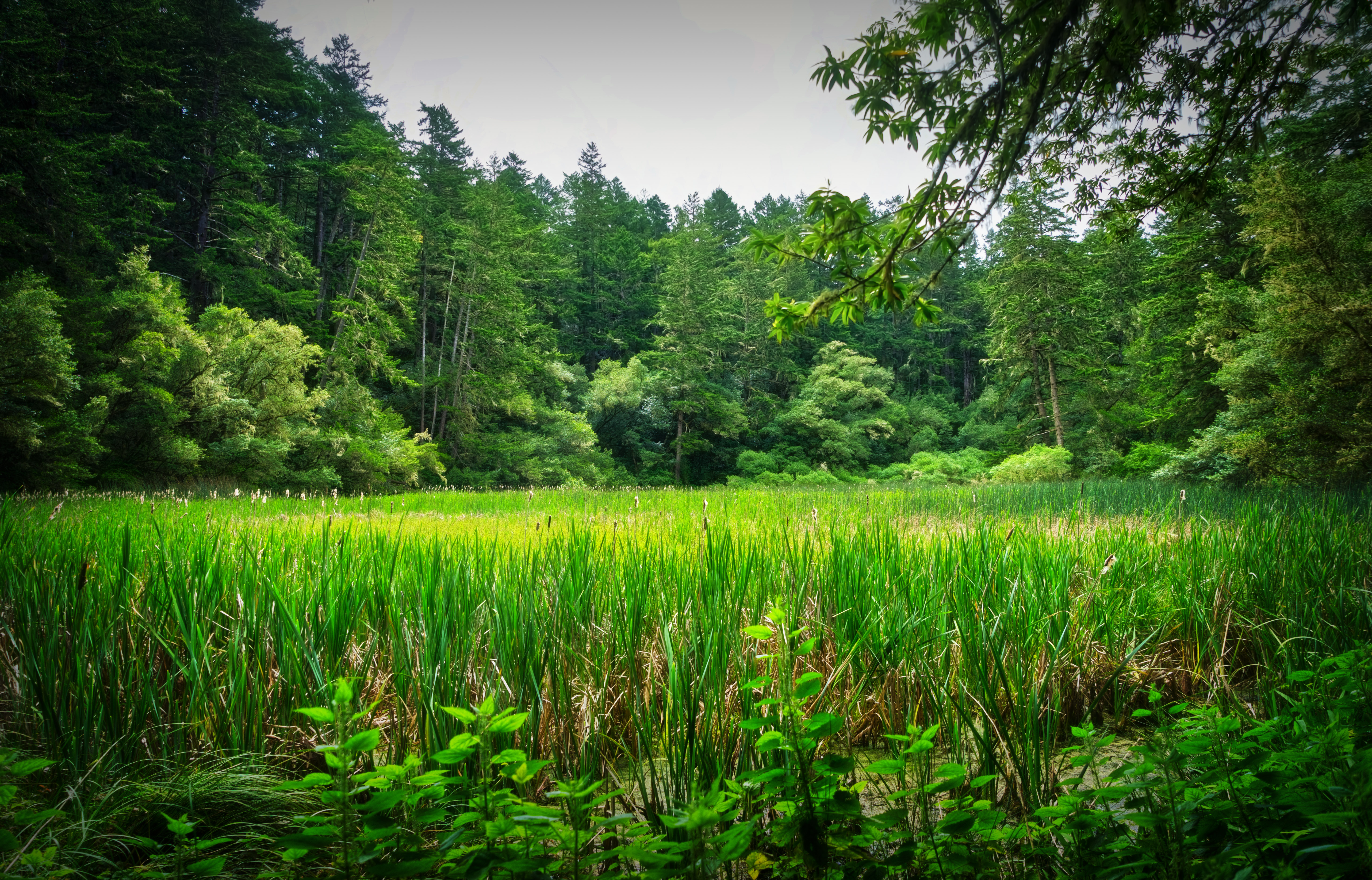 Glen Camp Loop via the Palomarin Trailhead