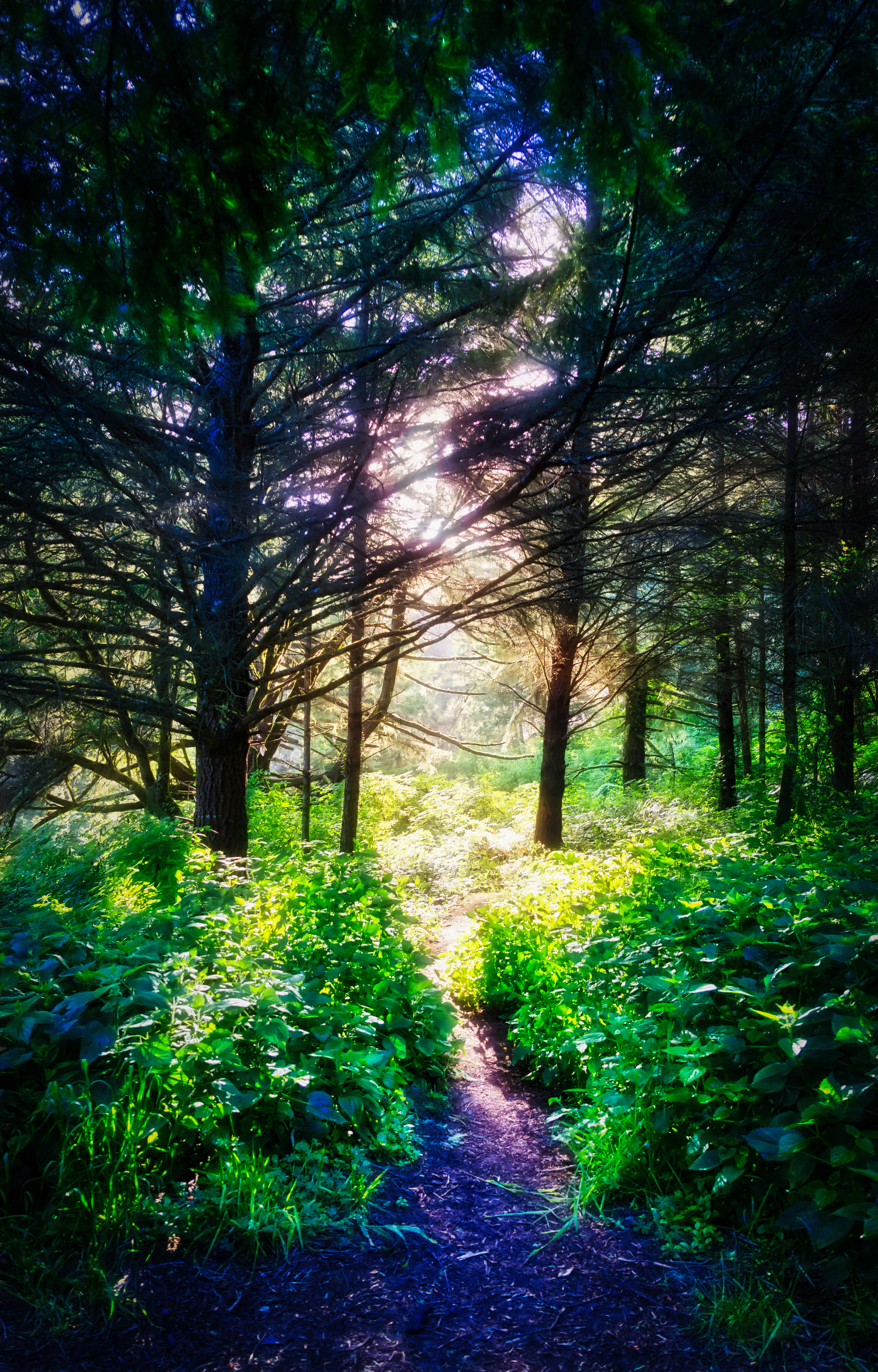 Glen Camp Loop via the Palomarin Trailhead