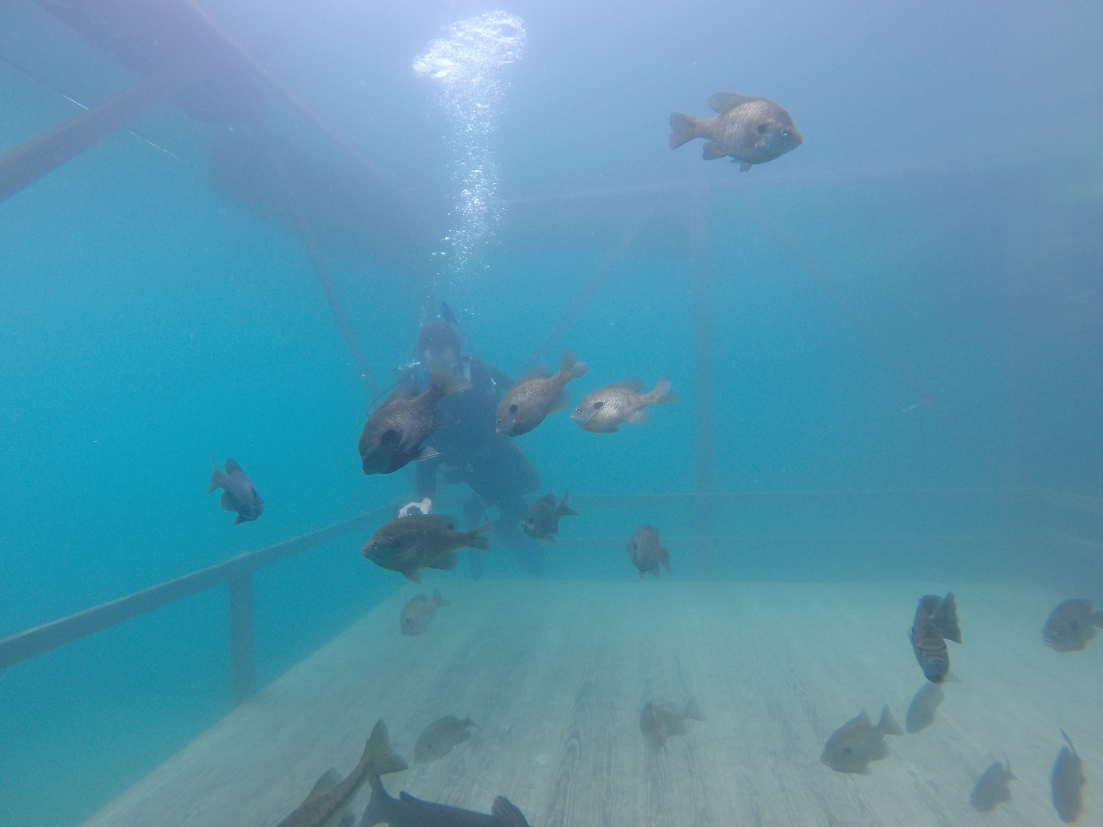 SCUBA Dive at Blue Water Quarry 