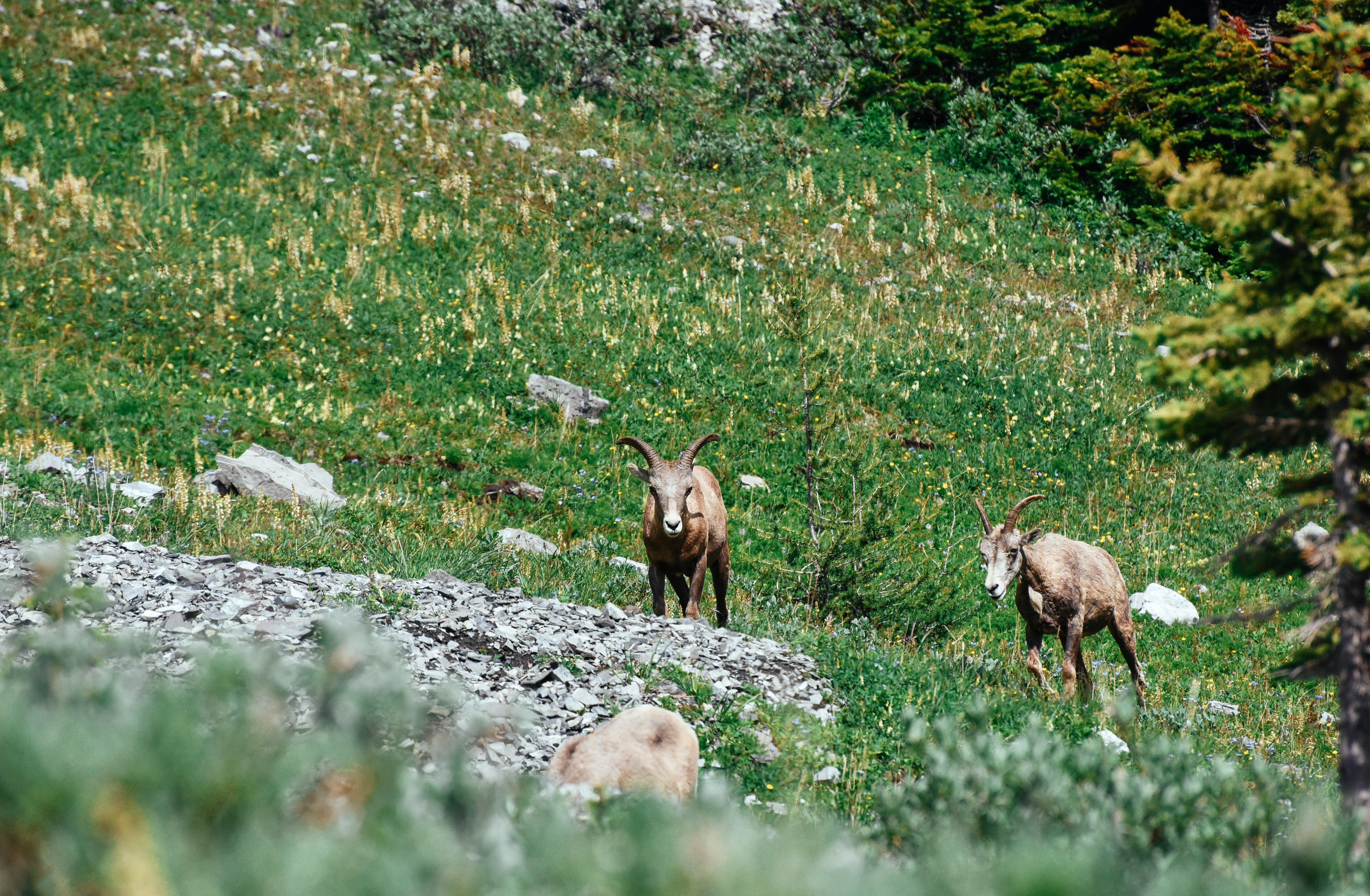Hike to Bourgeau Lake and Harvey Pass