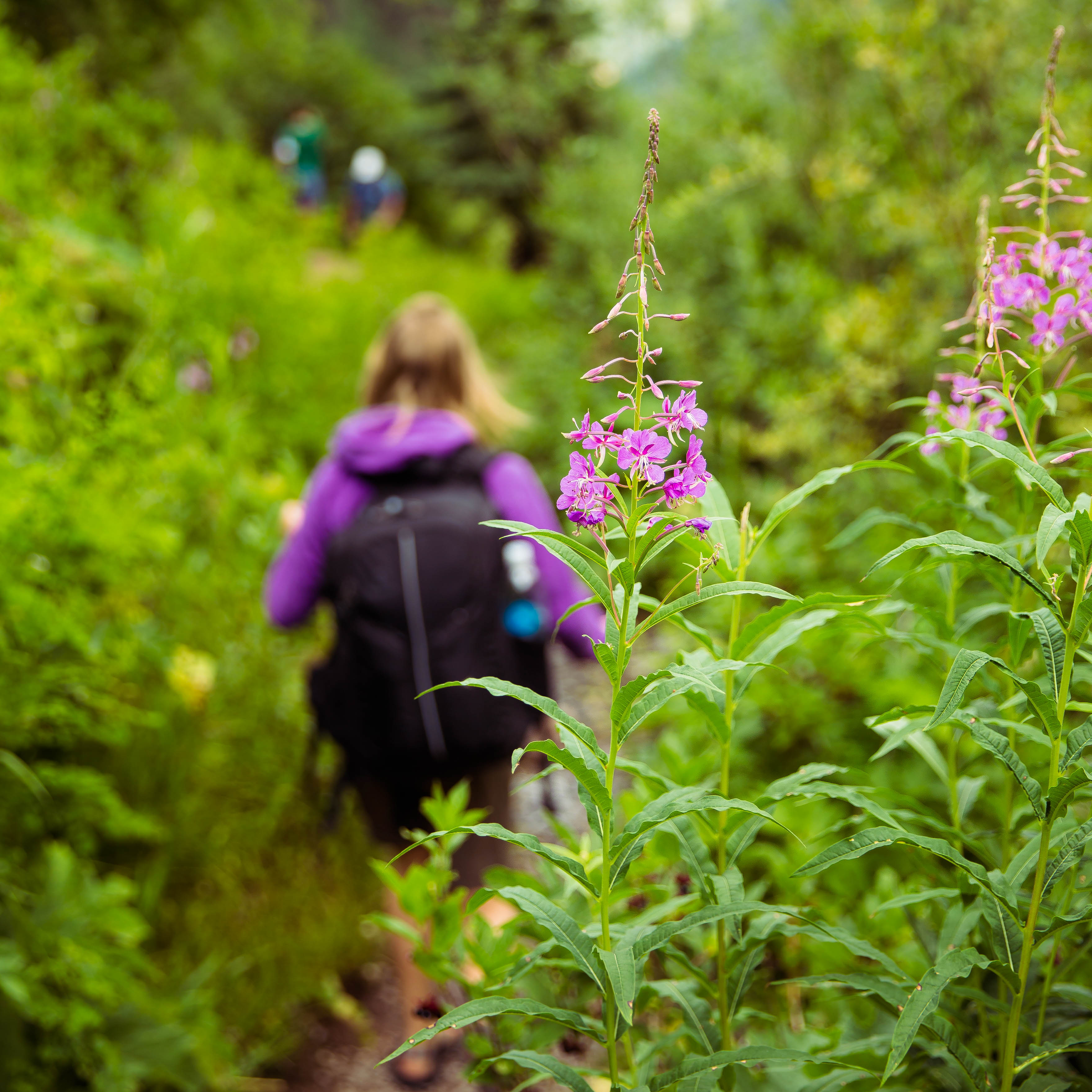 Hike to Bear Creek Falls in Telluride