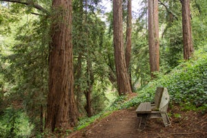 Hidden Waterfall in Codornices Park