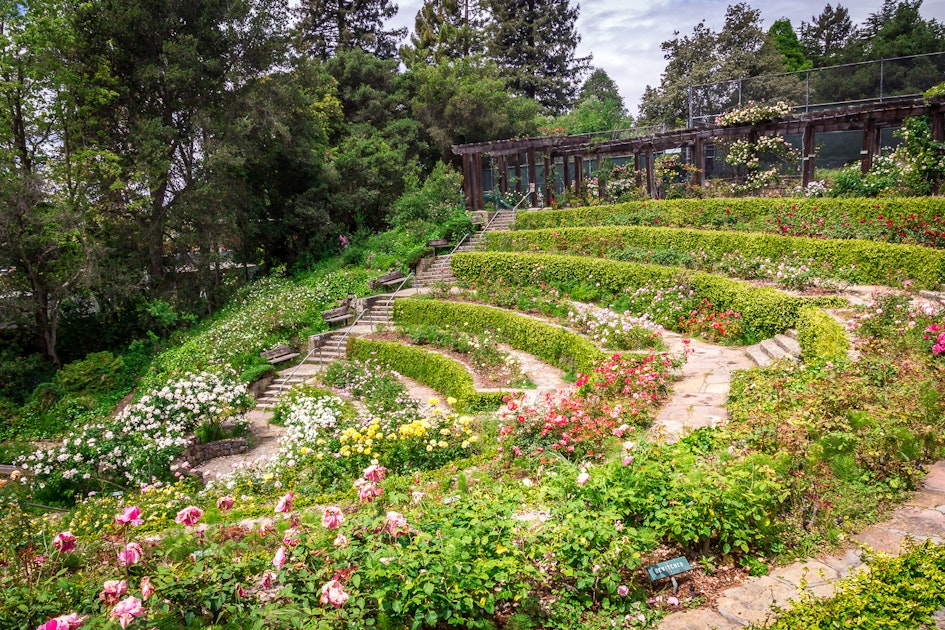 Berkeley Rose Garden