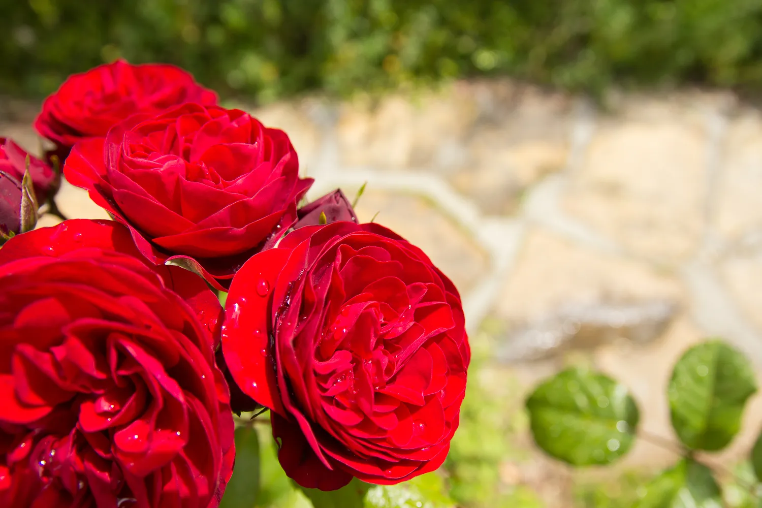Berkeley Rose Garden