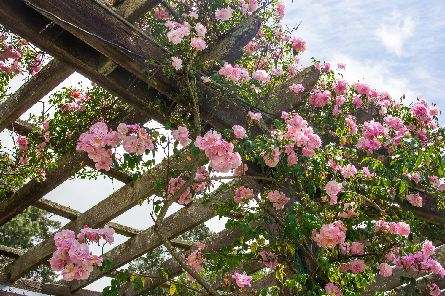 Berkeley Rose Garden