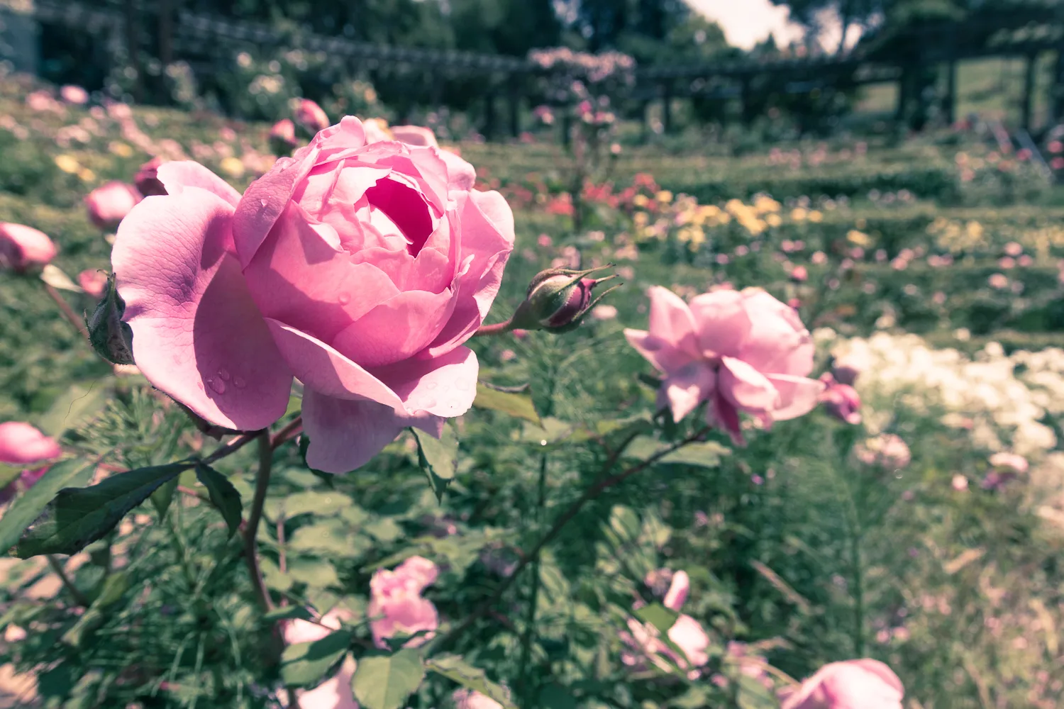 Berkeley Rose Garden