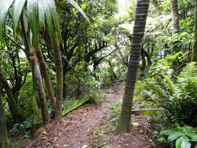 Climb Mt. Gower On Lord Howe Island