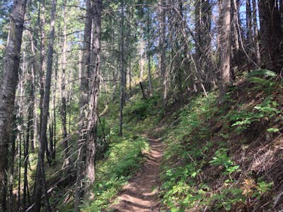 Hike Sherman Creek Trail #203