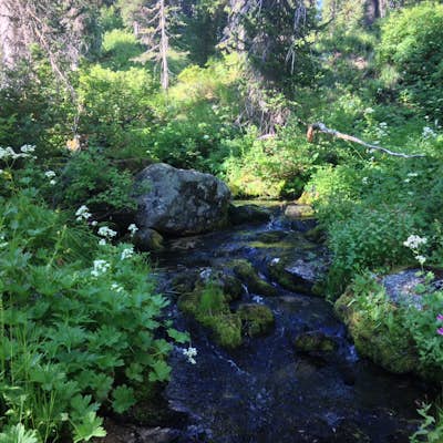 Hike Sherman Creek Trail #203