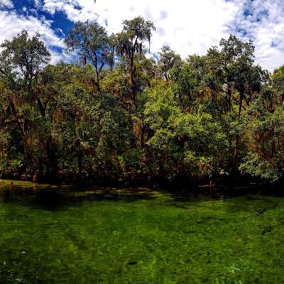 Swim with Manatees in Blue Spring State Park