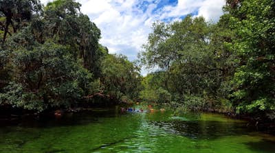 Swim with Manatees in Blue Spring State Park