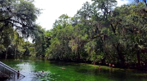 Swim with Manatees in Blue Spring State Park