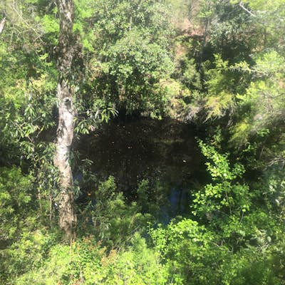 Hike Leon Sinks Geological Area Tallahassee Florida