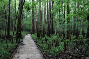 Walk the Boardwalk Loop in Congaree National Park