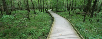 Walk the Boardwalk Loop in Congaree National Park