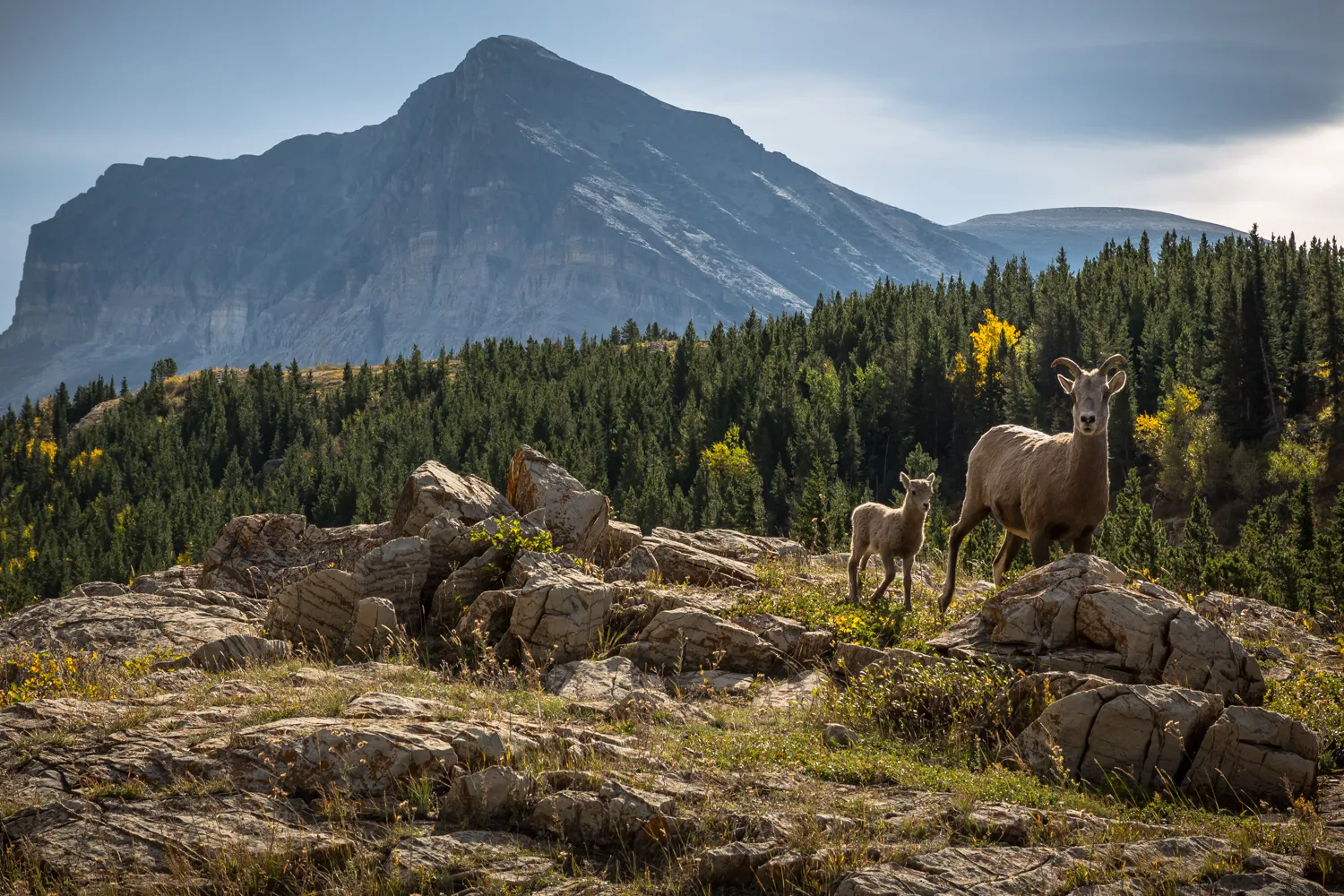 Camp at Many Glacier Campground in Glacier National Park