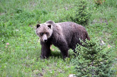 Photographing Bears in The Rockies 