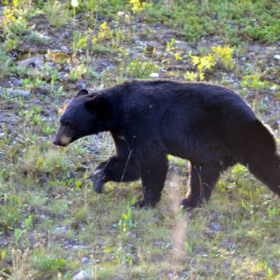 Photographing Bears in The Rockies 