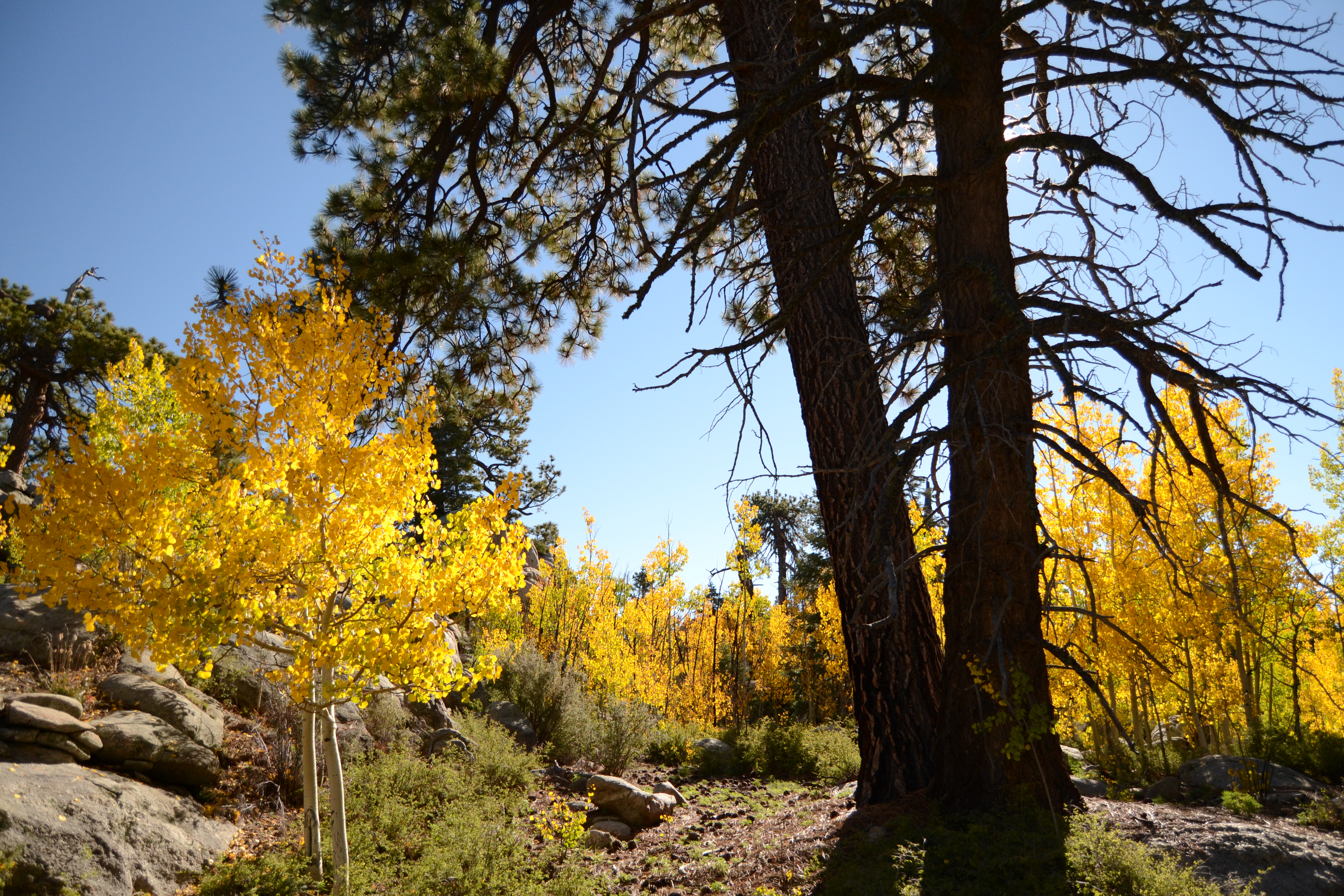 Hike the Altar Trail in the San Pedro Martir NF