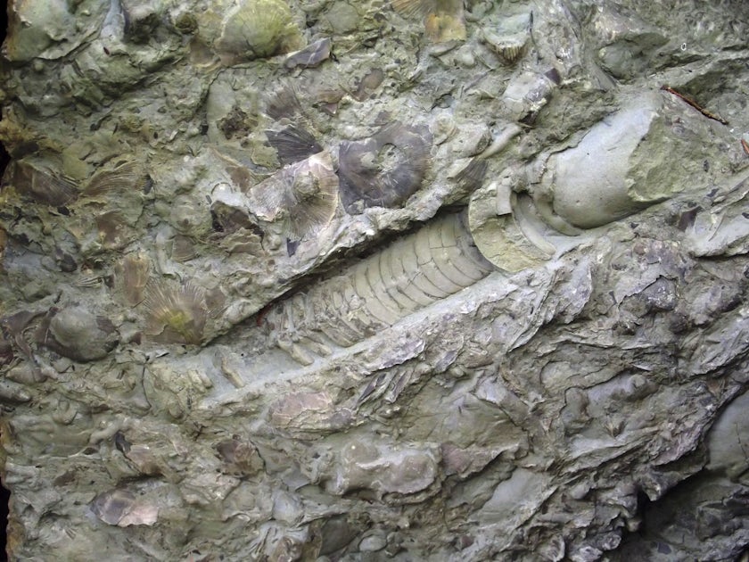 Fossil Hunt at Caesar Creek, Waynesville, Ohio