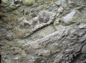 Fossil Hunt at Caesar Creek