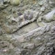 Fossil Hunt at Caesar Creek