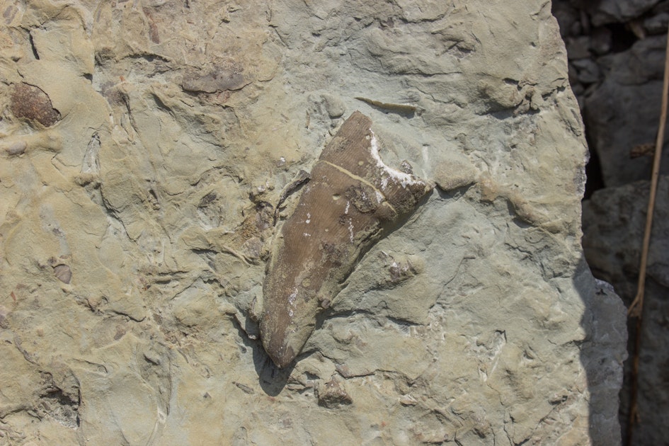 Photo of Fossil Hunt at Caesar Creek