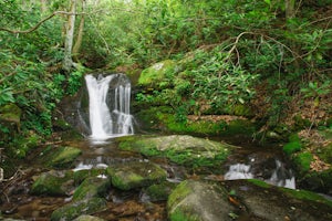 Hike the Cucumber Gap and Little River Loop