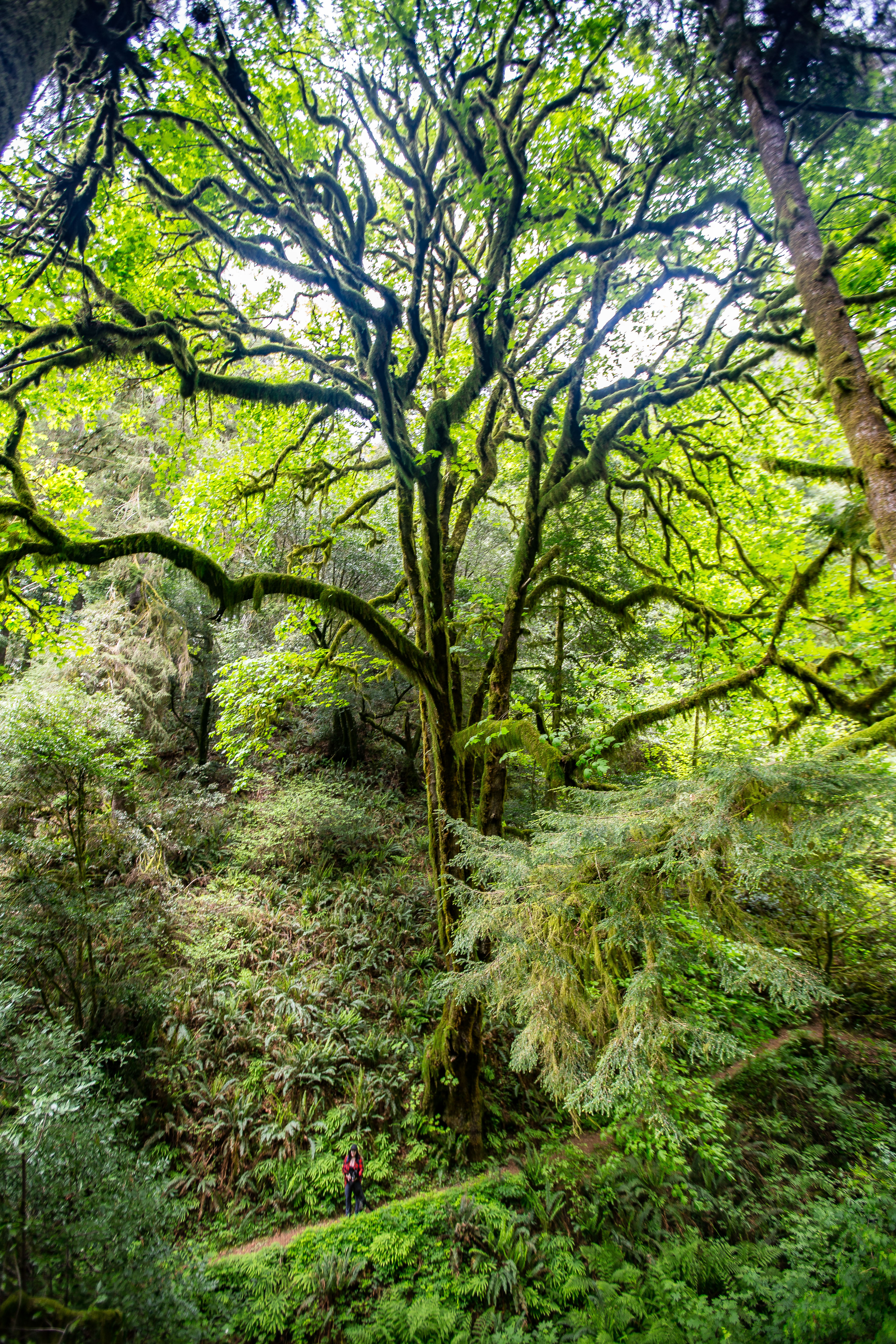 Humbug Mountain Loop