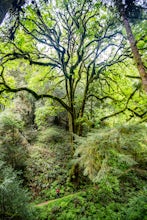 Hike Humbug Mountain