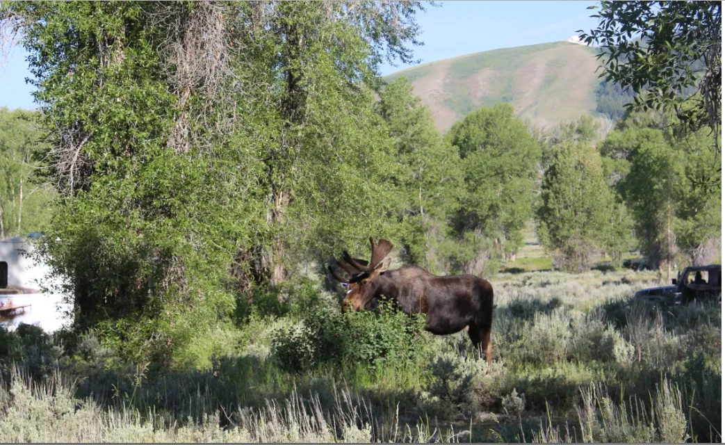 Camp at the Gros Ventre Campground