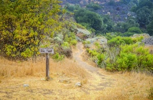 Hike Lobo Canyon in the Channel Islands NP