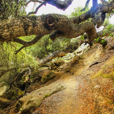 Hike Lobo Canyon in the Channel Islands NP