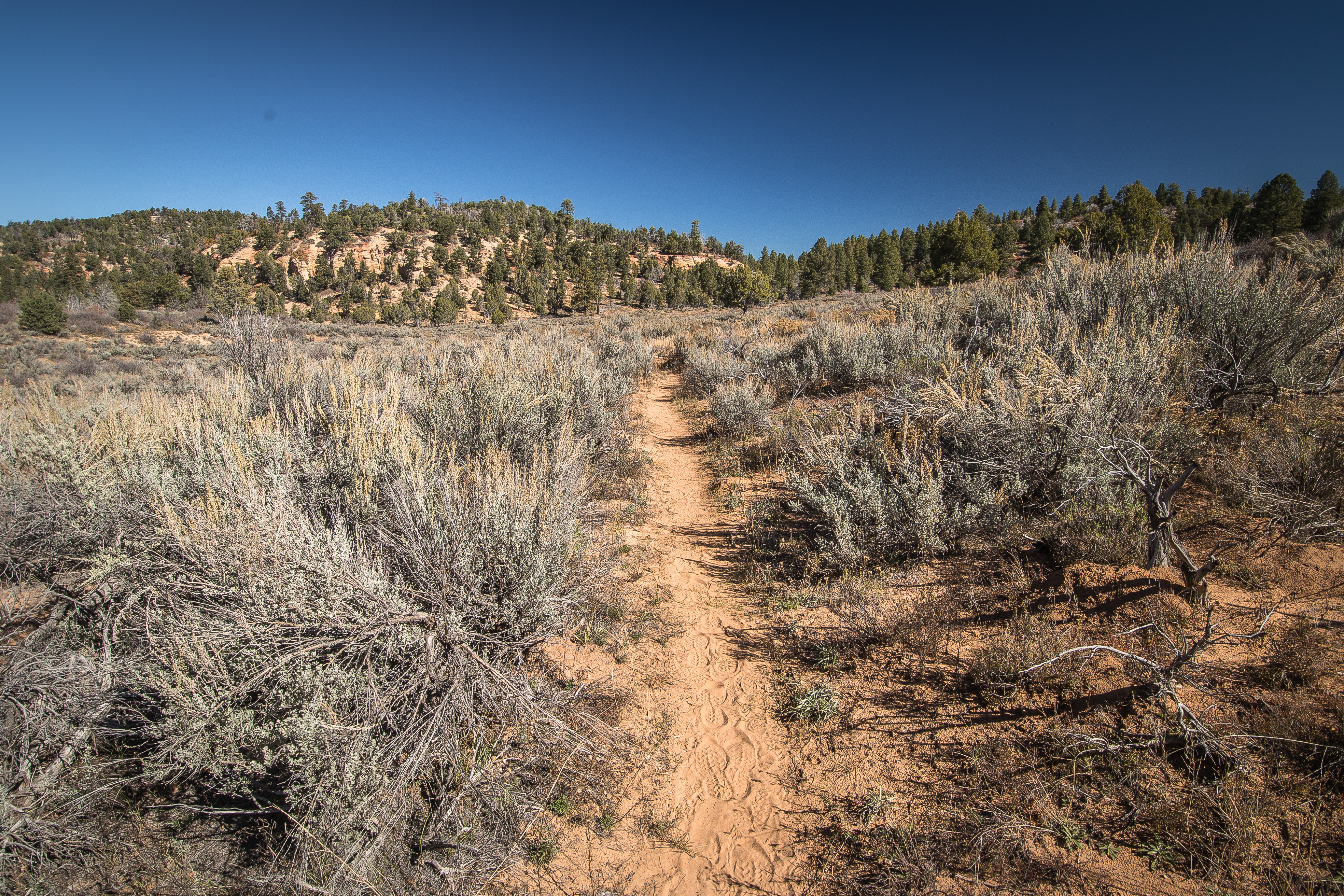 East Rim Trail, Zion NP