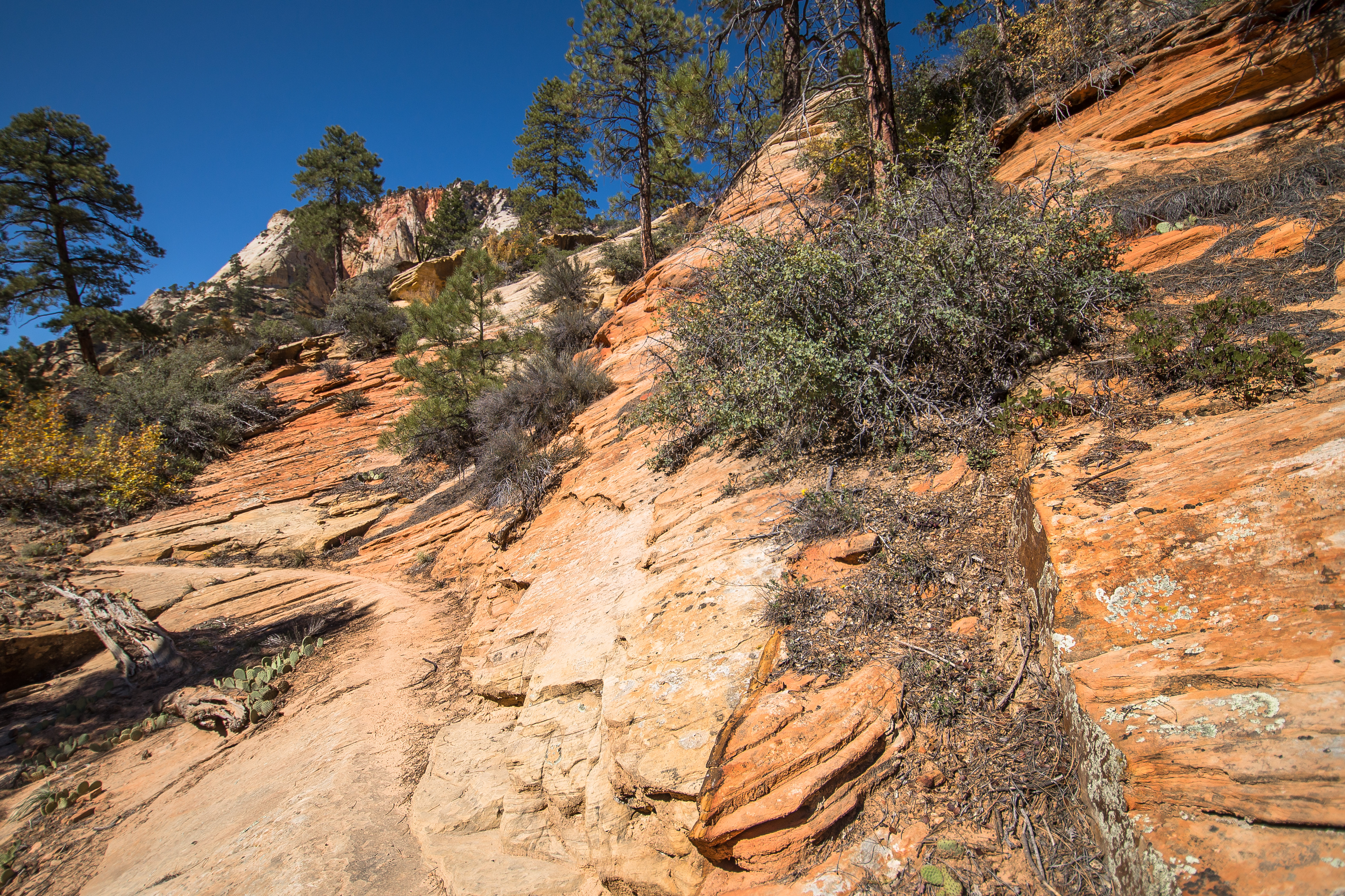 East Rim Trail, Zion NP
