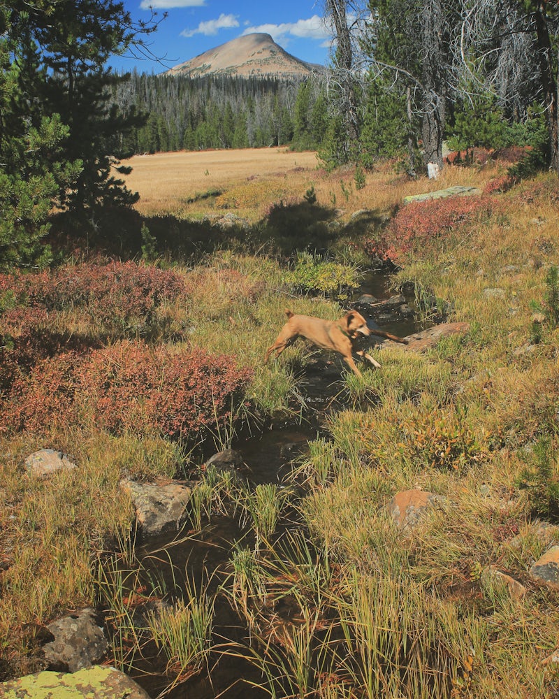 Photo of Camp at Shallow Lake Meadow