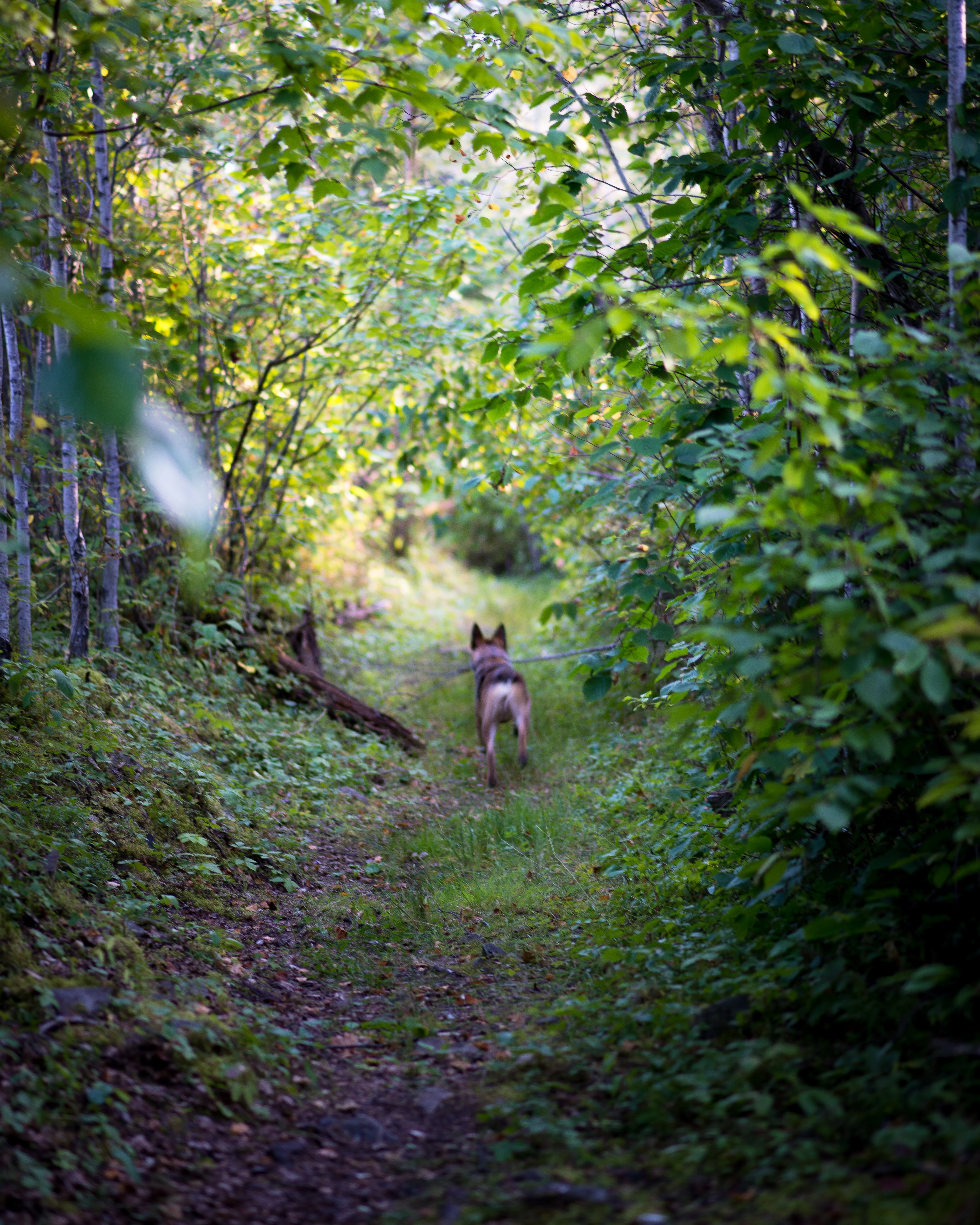 Hike around Ross Lake