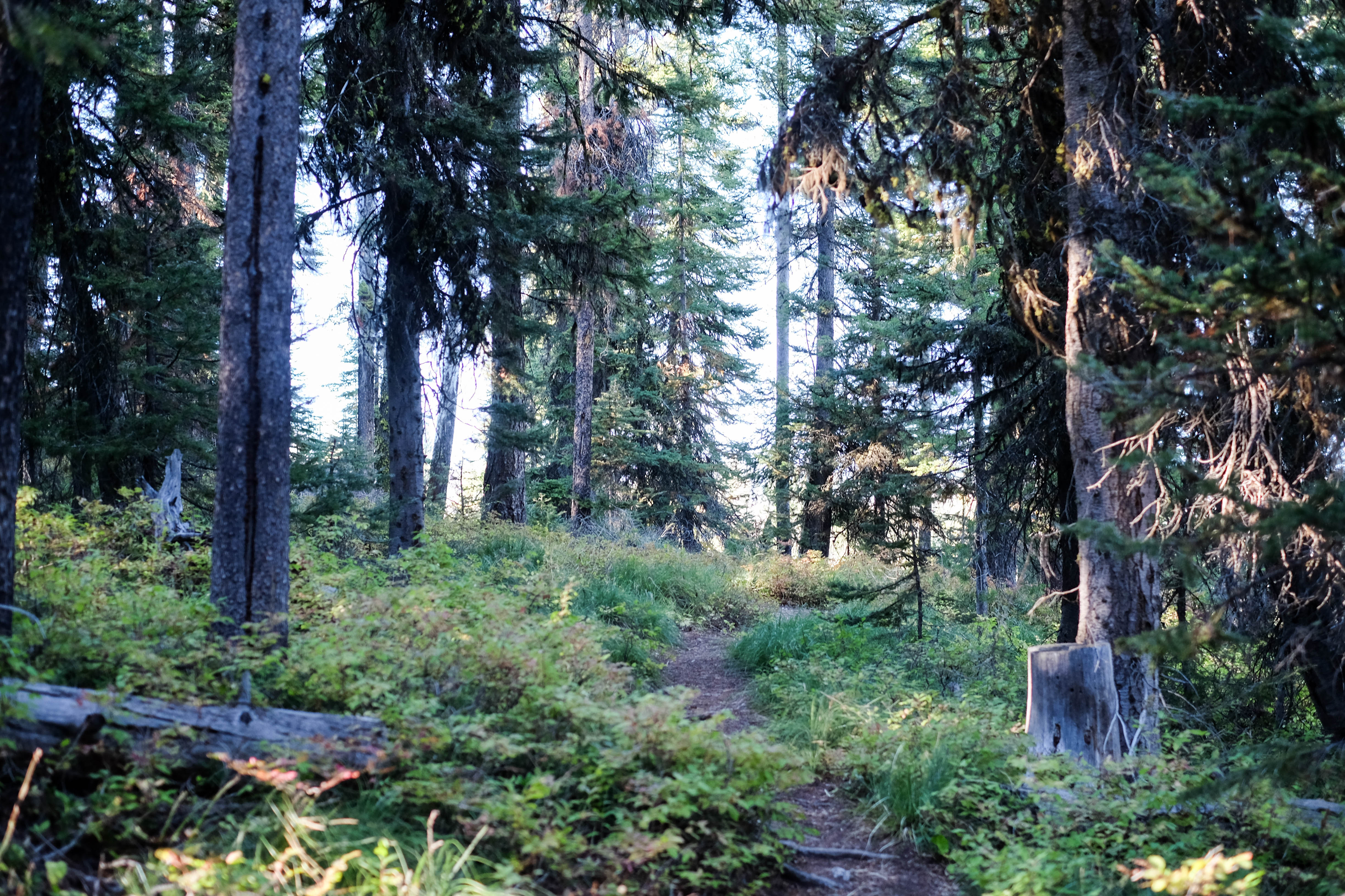 Hike to Bear Creek Overlook