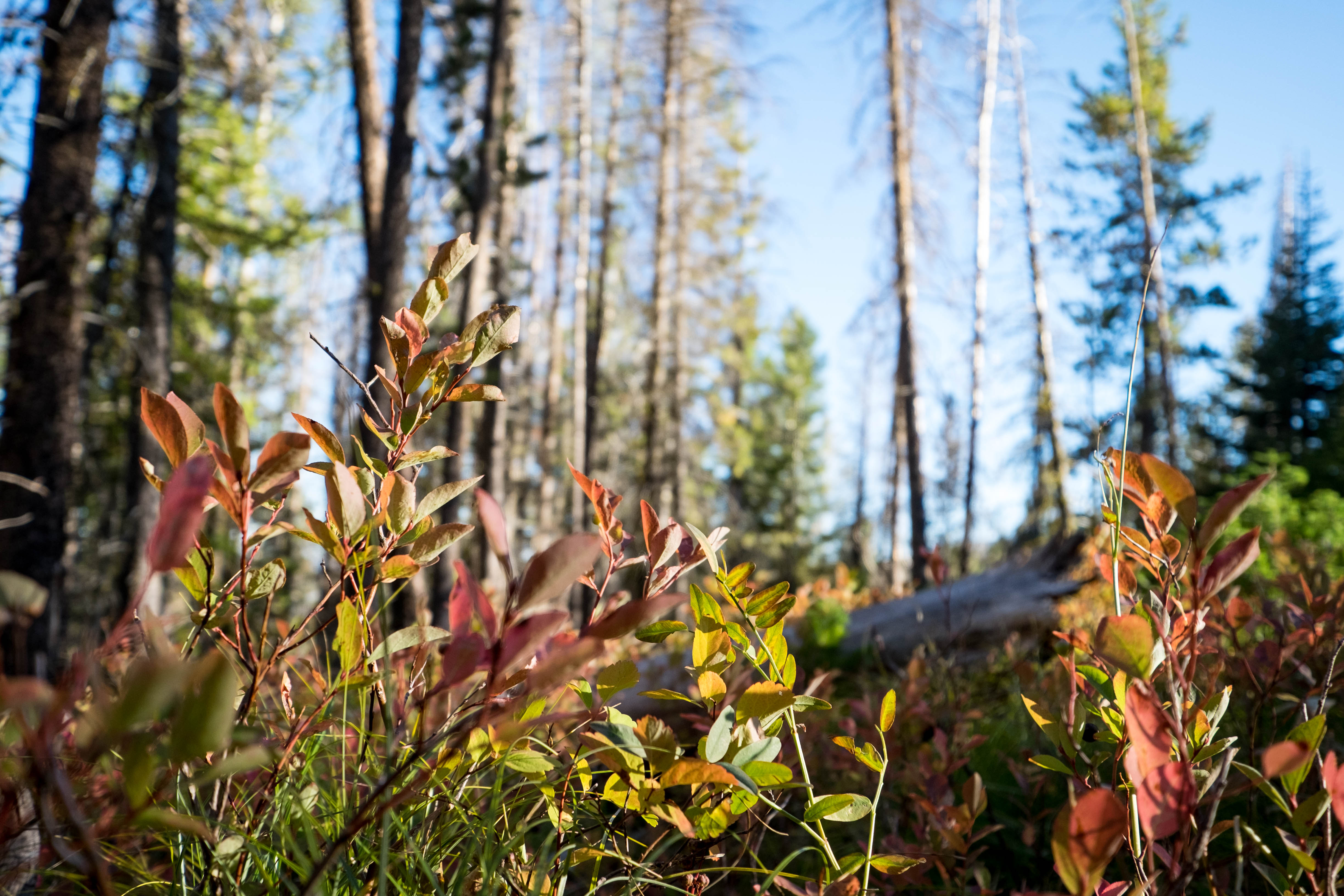 Hike to Bear Creek Overlook