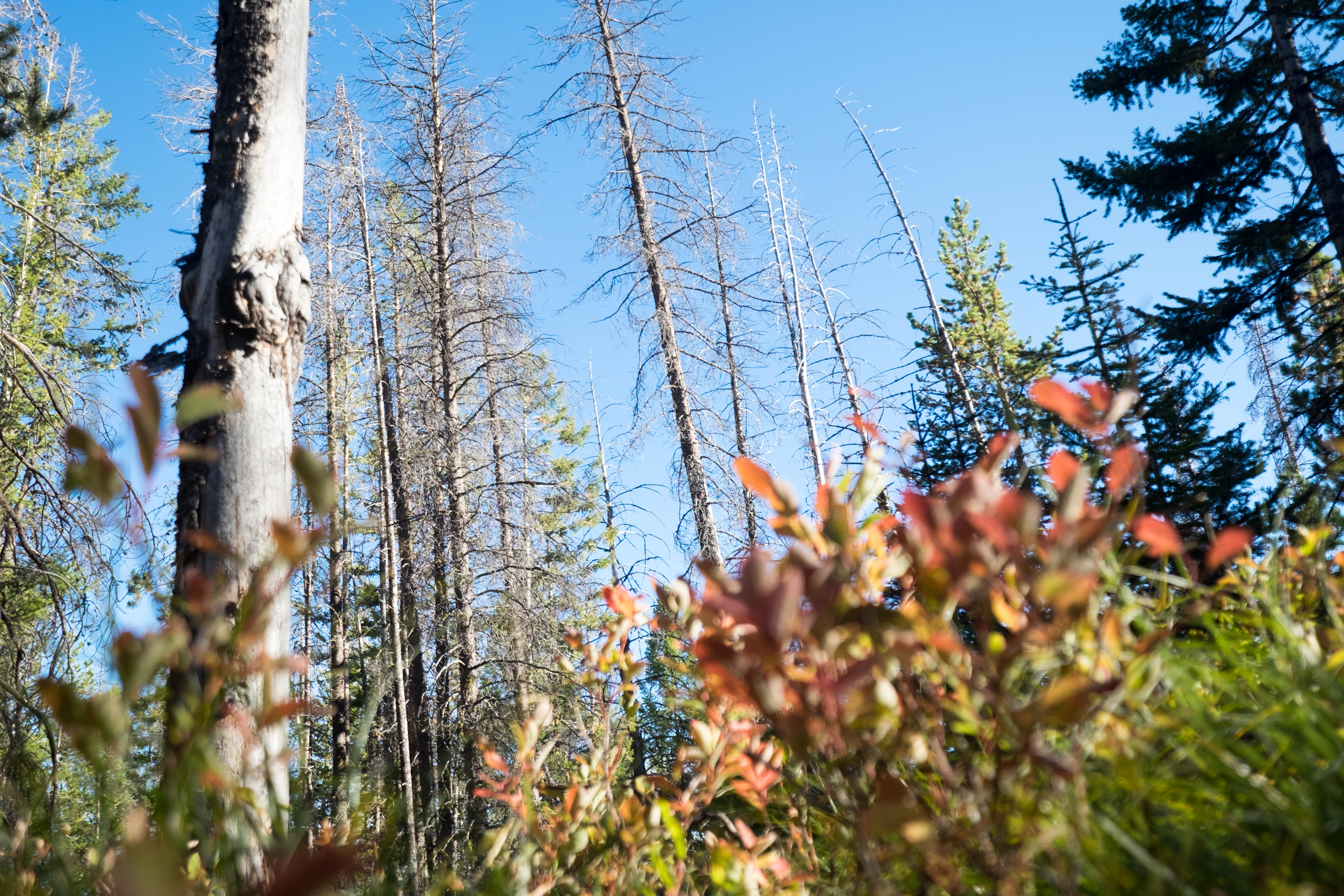 Hike to Bear Creek Overlook
