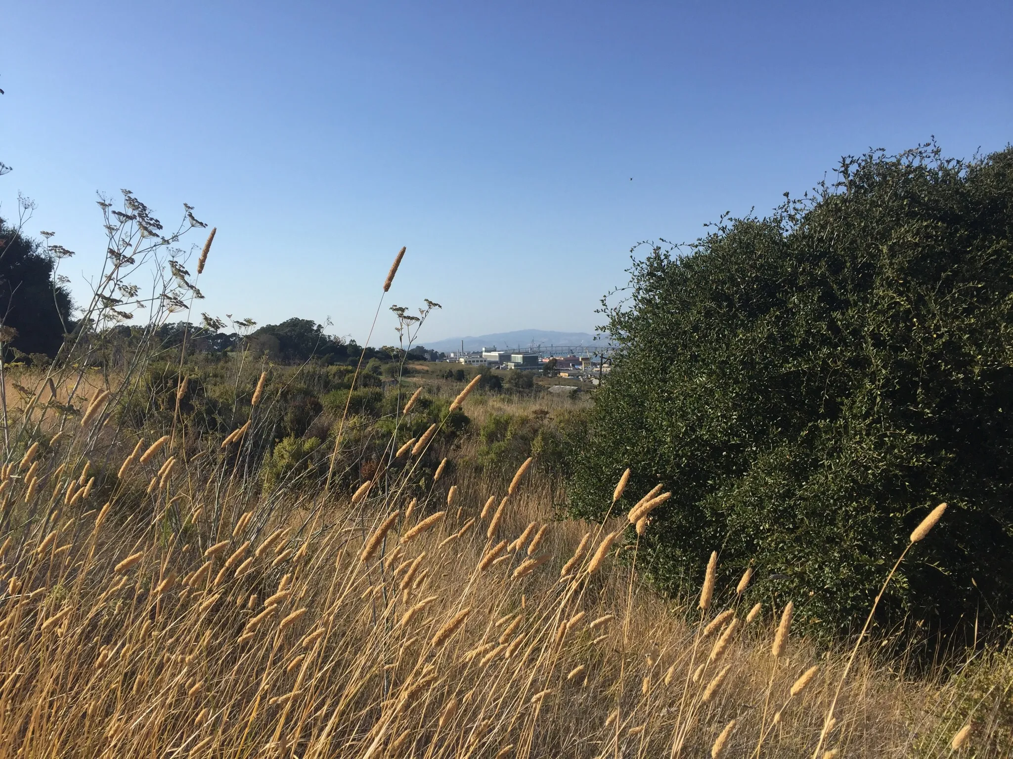 Camp at Mare Island Shoreline Heritage Preserve