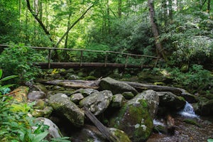 Maddron Bald - Albright Grove Loop