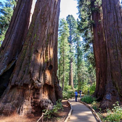 Hike the North Grove Trail in Calaveras Big Trees SP